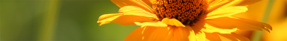 Holly Witteman random header image